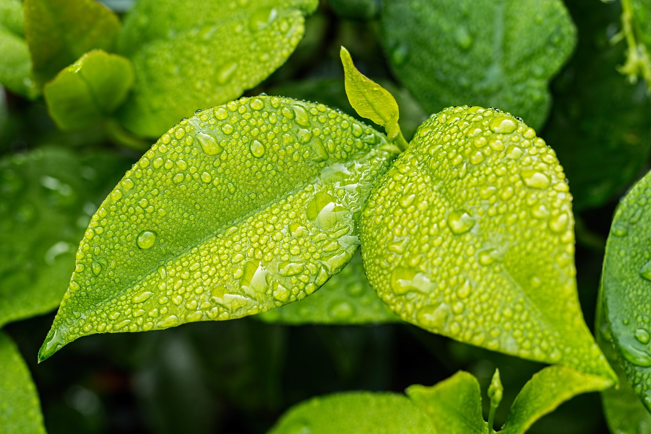 leaf, free wallpaper, green